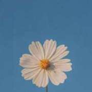 ヒメ日記 2026/03/22 20:16 投稿 リノ ラブコレクション