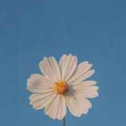 ヒメ日記 2026/04/04 15:16 投稿 リノ ラブコレクション