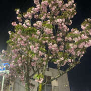 ヒメ日記 2025/04/17 22:15 投稿 りんか ハピネス＆ドリーム 松山道後温泉