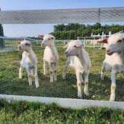 ヒメ日記 2025/06/14 20:18 投稿 桜井 モアグループ春日部人妻城