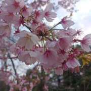 ヒメ日記 2026/03/22 15:03 投稿 桜井 モアグループ春日部人妻城