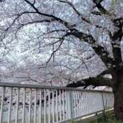 ヒメ日記 2026/04/02 15:52 投稿 ねね 錦糸町ちゃんこ