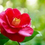 ヒメ日記 2025/02/13 08:50 投稿 ちあき★神に選ばれし美貌 RASTA（ラスタ）