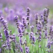 ヒメ日記 2025/04/10 08:50 投稿 ちあき★神に選ばれし美貌 RASTA（ラスタ）