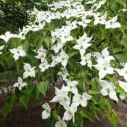 ヒメ日記 2025/04/10 09:00 投稿 ちあき★神に選ばれし美貌 RASTA（ラスタ）