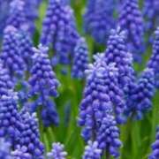 ヒメ日記 2025/04/17 08:40 投稿 ちあき★神に選ばれし美貌 RASTA（ラスタ）