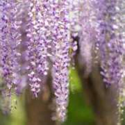 ヒメ日記 2025/05/15 08:50 投稿 ちあき★神に選ばれし美貌 RASTA（ラスタ）