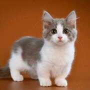 ヒメ日記 2025/06/12 09:07 投稿 ちあき★神に選ばれし美貌 RASTA（ラスタ）