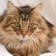 ヒメ日記 2025/07/17 09:20 投稿 ちあき★神に選ばれし美貌 RASTA（ラスタ）