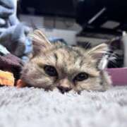 にこ にこ出勤💗 池袋S級素人派遣型東京美少女物語