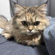 にこ にこ出勤！！ 池袋S級素人派遣型東京美少女物語