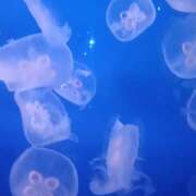 ヒメ日記 2025/06/19 18:22 投稿 麦田くるみ(むぎたくるみ） 五十路マダムエクスプレス厚木店(カサブランカグループ)