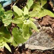 ヒメ日記 2025/01/03 13:16 投稿 みちる モアグループ南越谷人妻花壇