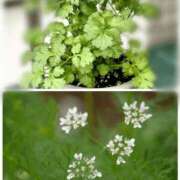 ヒメ日記 2025/01/14 10:15 投稿 みちる モアグループ南越谷人妻花壇