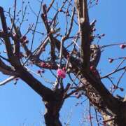 ヒメ日記 2025/01/22 11:36 投稿 みちる モアグループ南越谷人妻花壇