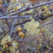 ヒメ日記 2025/01/25 20:25 投稿 みちる モアグループ南越谷人妻花壇