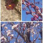 ヒメ日記 2025/02/25 17:50 投稿 みちる モアグループ南越谷人妻花壇