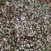 ヒメ日記 2025/03/04 12:50 投稿 みちる モアグループ南越谷人妻花壇