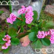 ヒメ日記 2025/03/15 18:13 投稿 みちる モアグループ南越谷人妻花壇