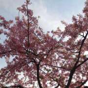 ヒメ日記 2025/03/19 16:27 投稿 みちる モアグループ南越谷人妻花壇