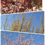 ヒメ日記 2025/03/21 19:27 投稿 みちる モアグループ南越谷人妻花壇