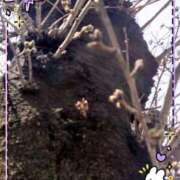 ヒメ日記 2025/03/22 11:33 投稿 みちる モアグループ南越谷人妻花壇