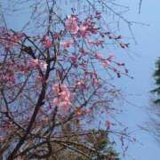 ヒメ日記 2025/03/23 11:43 投稿 みちる モアグループ南越谷人妻花壇