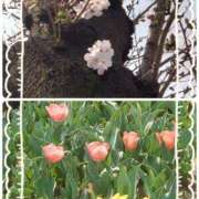 ヒメ日記 2025/03/26 11:33 投稿 みちる モアグループ南越谷人妻花壇