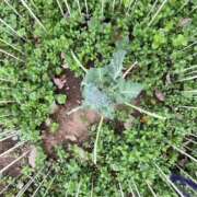 ヒメ日記 2025/04/02 11:33 投稿 みちる モアグループ南越谷人妻花壇