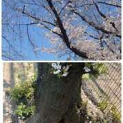 ヒメ日記 2025/04/04 11:34 投稿 みちる モアグループ南越谷人妻花壇