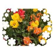 ヒメ日記 2025/04/11 11:33 投稿 みちる モアグループ南越谷人妻花壇