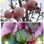 ヒメ日記 2025/04/13 18:33 投稿 みちる モアグループ南越谷人妻花壇