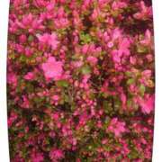 ヒメ日記 2025/04/17 11:33 投稿 みちる モアグループ南越谷人妻花壇