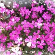 ヒメ日記 2025/04/24 12:20 投稿 みちる モアグループ南越谷人妻花壇