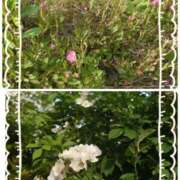 ヒメ日記 2025/05/02 21:48 投稿 みちる モアグループ南越谷人妻花壇