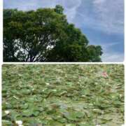 ヒメ日記 2025/05/11 09:27 投稿 みちる モアグループ南越谷人妻花壇