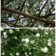 ヒメ日記 2025/05/22 12:48 投稿 みちる モアグループ南越谷人妻花壇