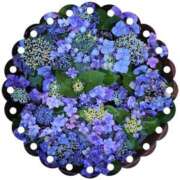 ヒメ日記 2025/06/14 15:33 投稿 みちる モアグループ南越谷人妻花壇