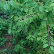 ヒメ日記 2025/06/15 08:18 投稿 みちる モアグループ南越谷人妻花壇