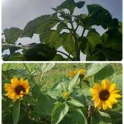 ヒメ日記 2025/06/30 19:36 投稿 みちる モアグループ南越谷人妻花壇