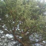 ヒメ日記 2025/07/09 07:21 投稿 みちる モアグループ南越谷人妻花壇