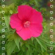 ヒメ日記 2025/07/12 09:37 投稿 みちる モアグループ南越谷人妻花壇