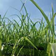 ヒメ日記 2025/07/26 09:39 投稿 みちる モアグループ南越谷人妻花壇