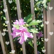 ヒメ日記 2025/08/04 09:09 投稿 みちる モアグループ南越谷人妻花壇