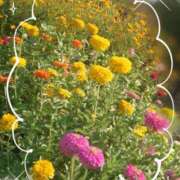 ヒメ日記 2025/09/01 09:36 投稿 みちる モアグループ南越谷人妻花壇