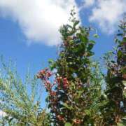 ヒメ日記 2025/09/07 09:21 投稿 みちる モアグループ南越谷人妻花壇