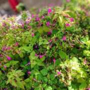 ヒメ日記 2025/10/08 16:39 投稿 みちる モアグループ南越谷人妻花壇