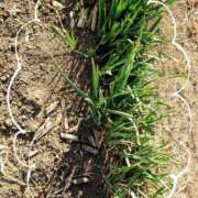 みちる ニラじゃないよ！！気をつけて！！ モアグループ南越谷人妻花壇