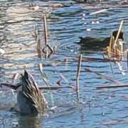 ヒメ日記 2025/12/17 17:18 投稿 みちる モアグループ南越谷人妻花壇