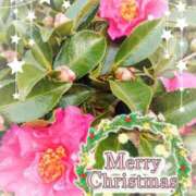 ヒメ日記 2025/12/25 15:18 投稿 みちる モアグループ南越谷人妻花壇